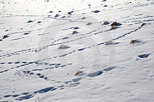 Molehill and animal tracks in snow