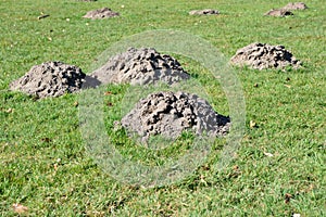 Molehill on field in spring time