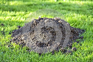 A molehill in a garden