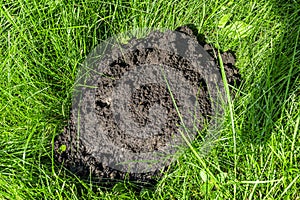 Molehill in the garden