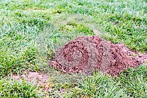 Molehill in a garden