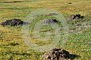 Molehill the garden mole.