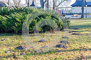 Molehill on the grass in autumn park