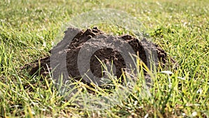 Molehill on a meadow