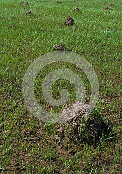 Molehill on the meadow