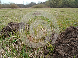 Molehill on the meadow