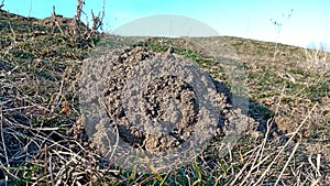 A molehill or mole-hill, mole mound