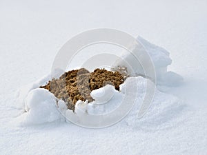 Molehill in snow