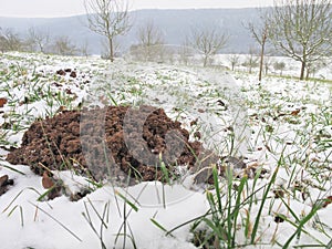 Molehill in the snow