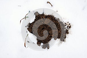 Molehill among the snow in winter