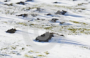 Molehill in snow in wintertime
