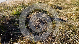 Molehill tump in the grass