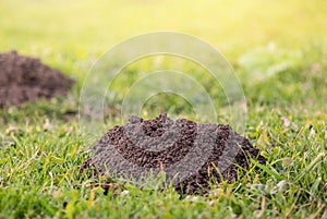 Molehills. Damaged lawn it is result of European Mole activity. This pest is also known as Talpa Europaea