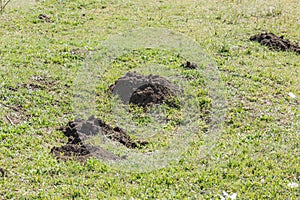 Molehills. Damaged lawn it is result of European Mole activity. This pest is also known as Talpa Europaea. Copy space for text