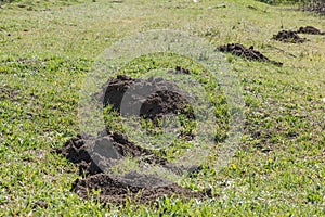 Molehills. Damaged lawn it is result of European Mole activity. This pest is also known as Talpa Europaea. Copy space for text