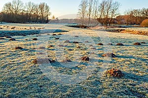 Molehills in the frosted grass of a park