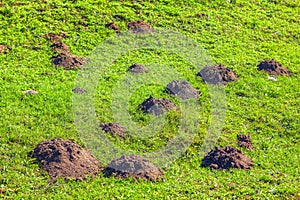 Molehills on the meadow