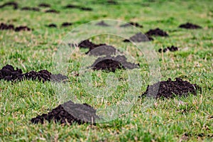 Molehills in a green space could be a lawn damage