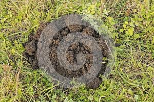 Molehills on lawn in the grass. Damaged lawn