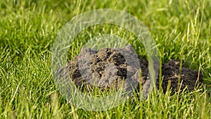 Molehills on lawn made by moles population view on sunny day.