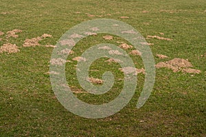 Molehills in a meadow.