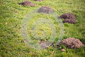 Molehills in the yard, lawn damaged by Talpa Europaea. This pest is also known as European Mole