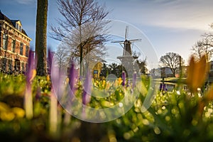 Molen de Valk in Springtime