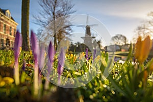 Molen de Valk in Springtime