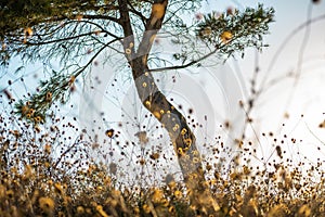 Molentargius by the sunset sunrays,summer, dry vegetation