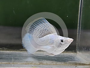 Mollies : Black Eyes Platinum Super Sailfin Roundtail Molly Fish