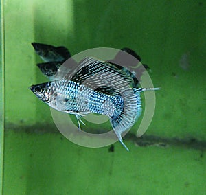 Mollies : Electric Blue Sailfin Lyretail Molly Fish