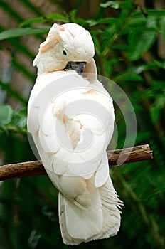 Moluccan cockatoo photo