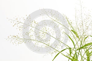 Mollugo pentaphylla Linn.