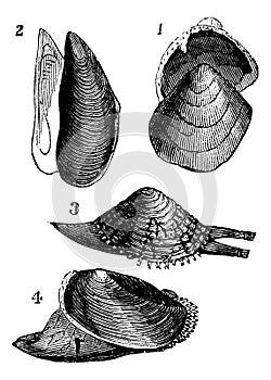 Mollusc. 1.  Nutlet; 2. Mold; 3. From Warty; 4. Anodonta ducks, vintage engraving