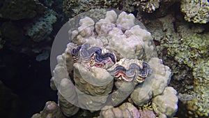 Mollusc, Bivalve  Tridacna Maxima bivalve mollusk, grown among corals on the reef in the Red Sea