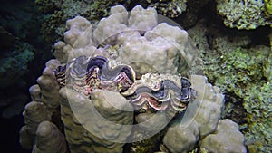 Mollusc, Bivalve  Tridacna Maxima bivalve mollusk, grown among corals on the reef in the Red Sea, Marsa Alam, Egypt