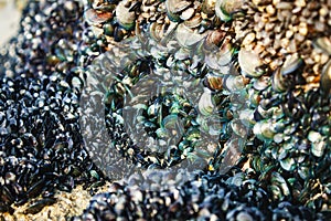 Mollusc colony on the seashore