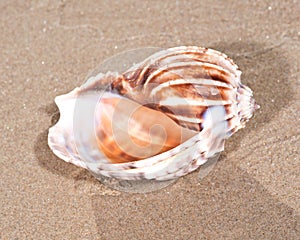 The mollusc or mollusk shell is typically a calcareous exoskeleton