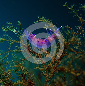 Mollusc purple photo