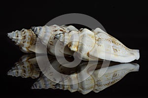 Mollusc sea shell isolated on black glass
