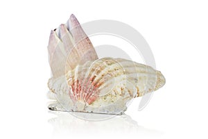 Mollusc sea shell isolated on white