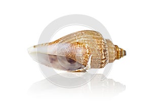 Mollusc sea shell isolated on white