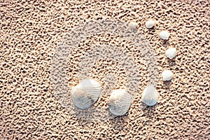 mollusc shells set on sand. Van Hyning`s Cockle