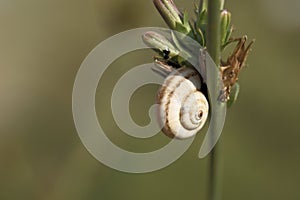 The mollusc with spiral shell on the plant