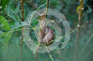 Mollusca on a neem tree wildlife nature village india