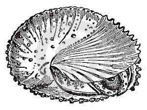 Mollusca, vintage illustration