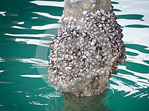 Molluscan borers or shellfish can seen on the stumps of bridge piers.