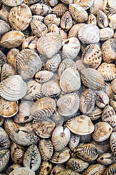 Molluscs