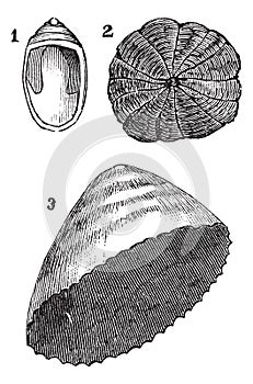 Molluscs univalves 1. Navicelle 2. Umbrella 3. limpet, vintage engraving