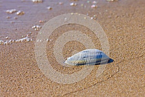 Molluscum on the beach photo